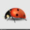 Blank Ladybug Template | Vector Close Up Realistic Ladybug With Regard To Blank Ladybug Template