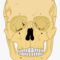 Human Skull Diagram Blank , Free Transparent Clipart Throughout Blank Sugar Skull Template