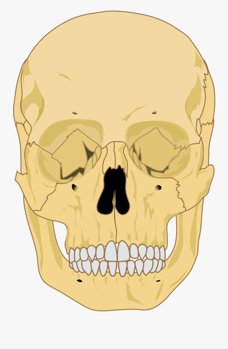 Human Skull Diagram Blank , Free Transparent Clipart Throughout Blank Sugar Skull Template
